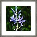 The Common Camas Framed Print