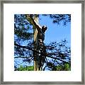 The Cross In The Woods Framed Print