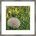 The Dandelion Framed Print