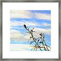 The Desert Hummingbird Framed Print