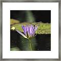 The Dragonfly And The Lily Framed Print