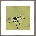 The Dragonfly Framed Print