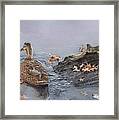 The Duck And The Alligator Framed Print