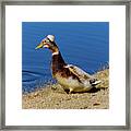 The Duck With The Pillbox Hat Framed Print