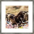 The Eagle Have Come Down Framed Print