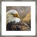 The Eagle's Stare Framed Print