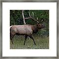 The Elk Framed Print