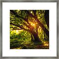 The Emerald Forest Framed Print