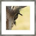 The Eyes Have It Framed Print
