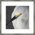 The Eyes Have It Framed Print