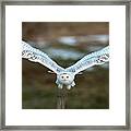 The Eyes Of Intent Framed Print