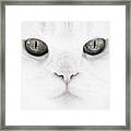 The Face Of A Gray Eyed Cat Framed Print