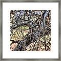 The Fall Magpie 2 Framed Print