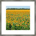 The Field Of Suns Framed Print