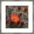 The First Bloom Framed Print