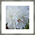 The Flowing Petals Of A Peony Framed Print