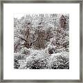 The Forest Hush Framed Print