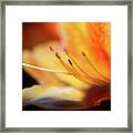 The Garden - Peach Colored Azalea Flower 2 Framed Print