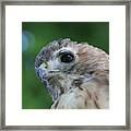 The Gaze Framed Print