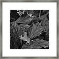 The Gentle Feather Framed Print