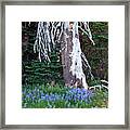 The Ghost Tree Framed Print
