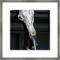 The Giraffe Framed Print