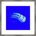 The Glowing Jelly Fish By Adam Asar Framed Print