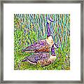 The Goose And The Gander - Lakeside Scene In Boulder County Colorado Framed Print