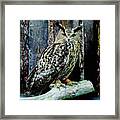 Majestic Great Horned Owl Bubo Bubo Framed Print