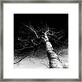 The Great White-black And White Framed Print