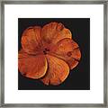 The Hibiscus Framed Print