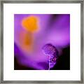 The Intimacy Of Spring Framed Print