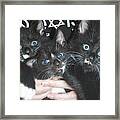 The Kittidiots Framed Print