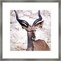 The Kudu Portrait 2 Framed Print