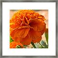 The Last Marigold Framed Print