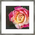 The Last Rose Of Summer, Painting Framed Print