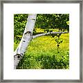 The Leaning Tree Framed Print
