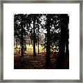 The Light After The Woods Framed Print