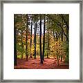 The Lighted Woods Framed Print