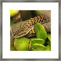 The Lizard Framed Print