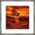 The Lonely Tree At Llyn Padarn Lake - Part 3 Framed Print