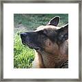 The Love Of An Old Dog Framed Print
