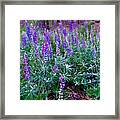 The Lupine Convention Framed Print