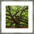 The Magical Angel Oak Tree Panorama Framed Print