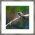 The Mighty Eastern Kingbird Framed Print