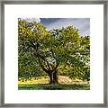 The Mulberry Tree Framed Print