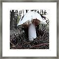 The Mushroom Framed Print