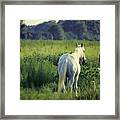 The Old Grey Mare Framed Print