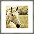 The Old Grey Mare Framed Print
