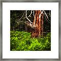 The Old Tree Framed Print